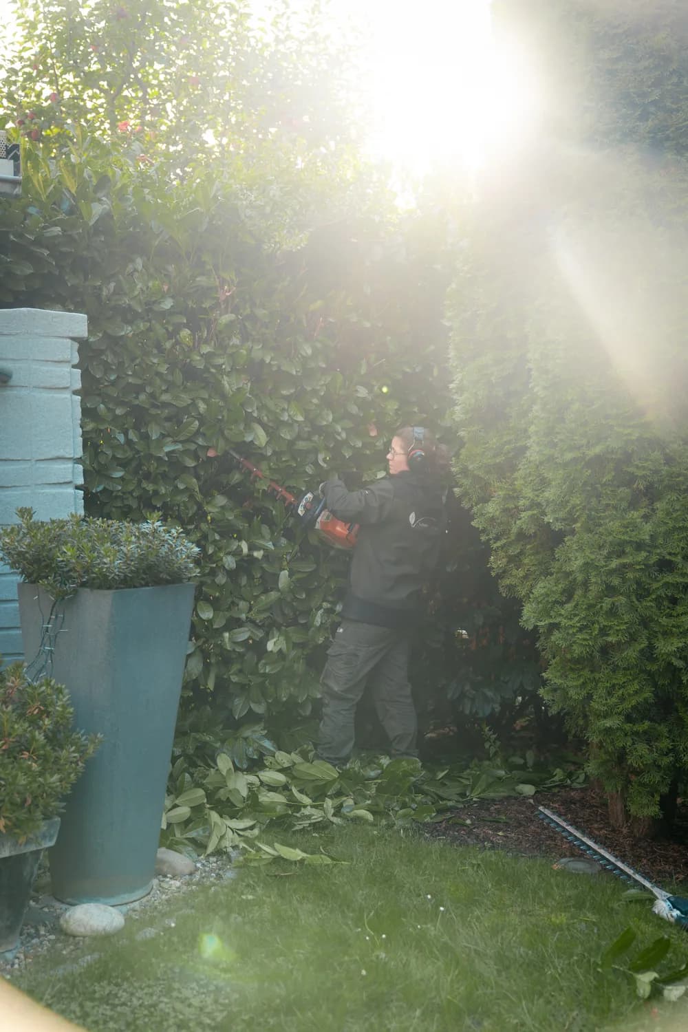 Gärtnerin schneidet eine Hecke sauber in Form