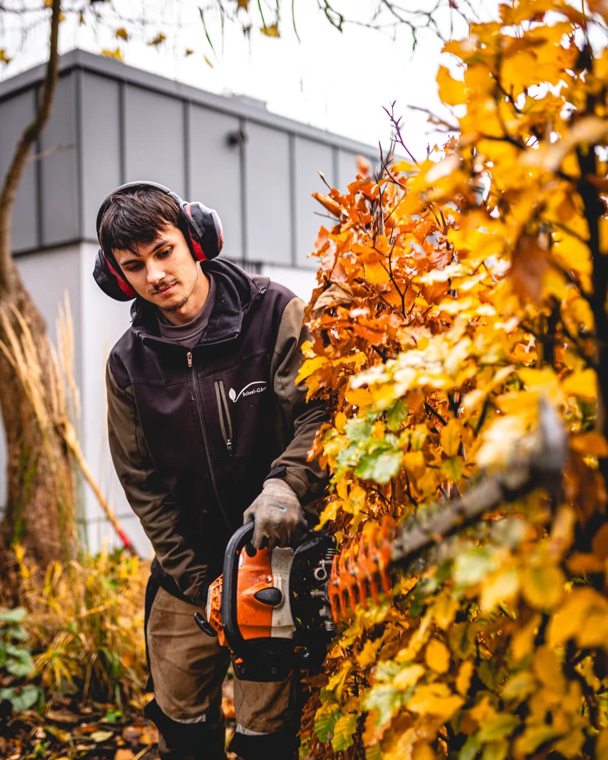 Auszubildender schneidet mit der Motorsäge eine herbstlich gefärbte Hecke